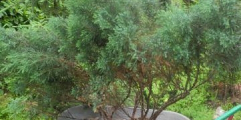 Transplantacija tui u jesen (proljeće) na novo mjesto: uvjeti, pravila, upute korak po korak